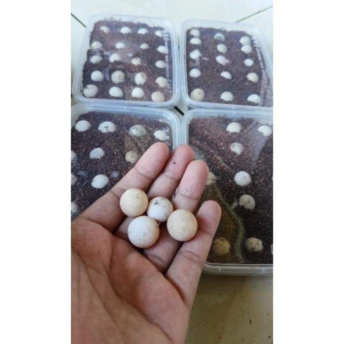 

(Expert) telur bulus siap netas paket 22 butir