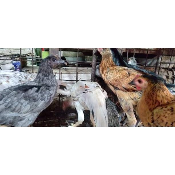 

Ayam Kampung Segar - Fresh Chicken - Tanpa Suntik - Ayam Organik Original