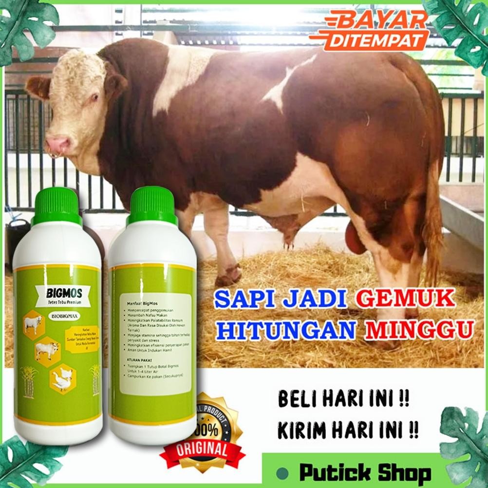 MOLASE TETES TEBU PENGGEMUK SAPI BIGMOS PENGGEMUK SAPI VITAMIN KAMBING VITAMIN SAPI OBAT CACING SAPI