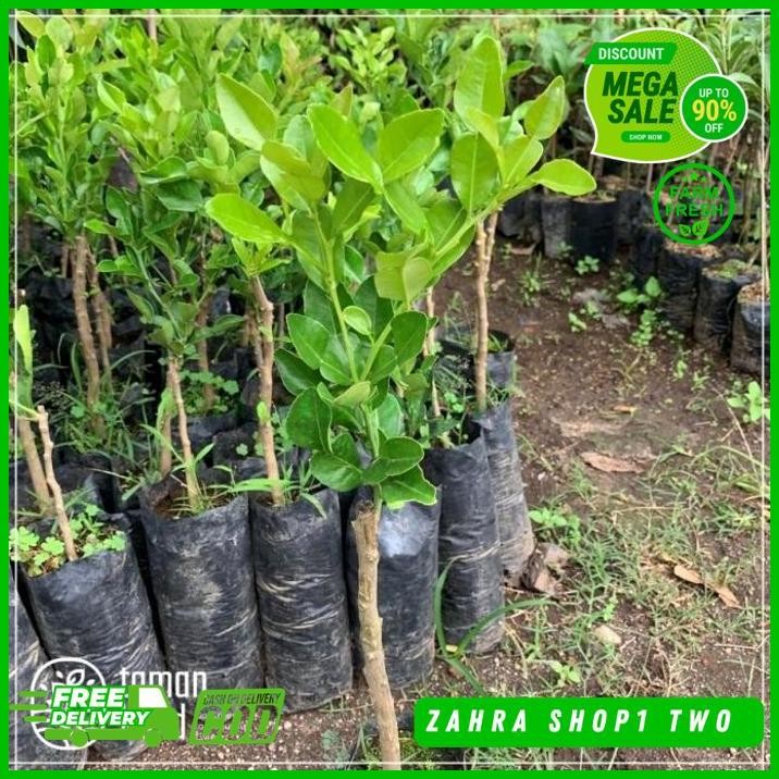 BIBIT JERUK PURUT TANAMAN BUAH JERUK PURUT DAUN JERUK PURUT BESAR TERLARIS BEST PRODUCT 