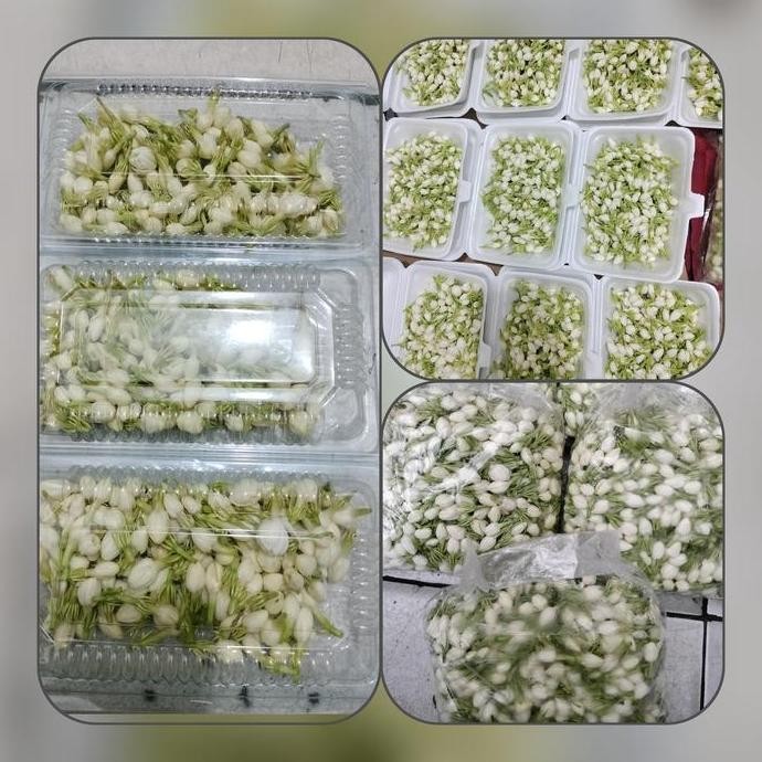 

Kembang Melati 250 gram, 100 gram, 30 gram Asli segar dan fresh