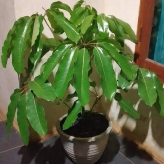 Tanaman Walisongo daun besar - pohon Walisongo 1mtr