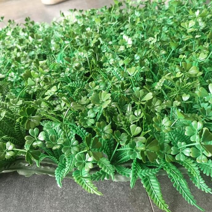 

daun rambat pakis semanggi