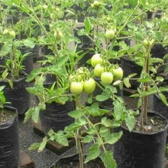 

fresh tanaman tomat besar / tomat sayur