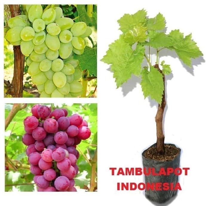 Bibit Tanaman Anggur Merah Dan Hijau Buah Anggur Hijau Bibit Anggur