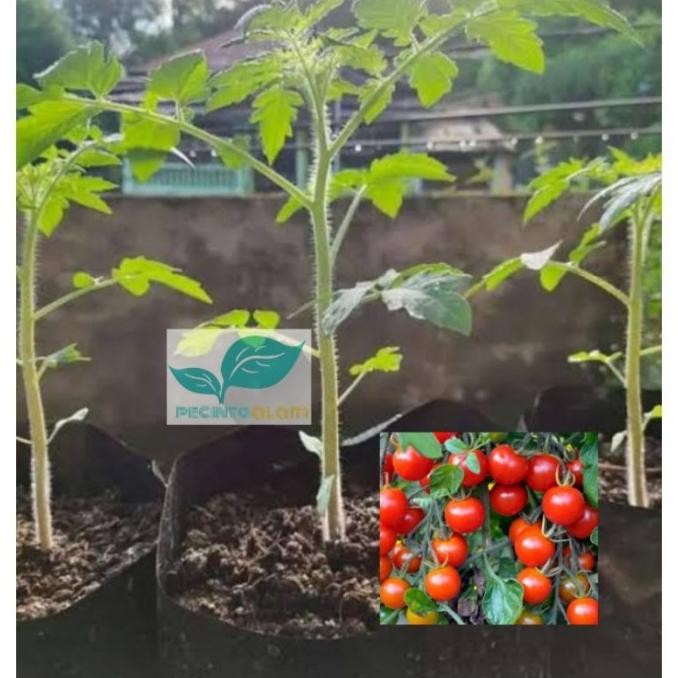 Bibit tanaman tomat cery/Pohon buah tomat cery OBRAALL