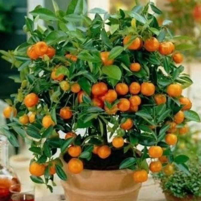 Bibit Tanaman Buah Jeruk Nagami-Bibit Jeruk-Bibit Nagami-Bibit