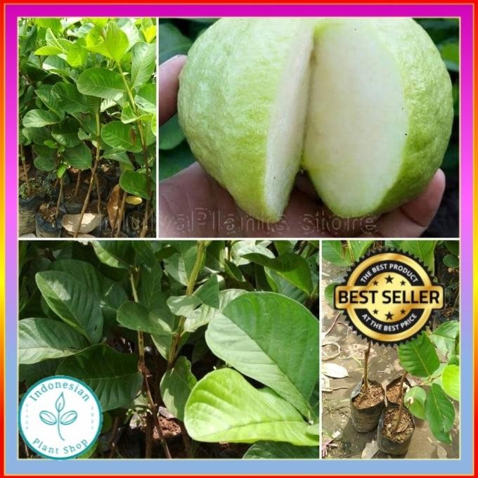 BIBIT TANAMAN JAMBU KRISTAL NON BIJI BENIH JAMBU KRISTAL BUAH JAMBU