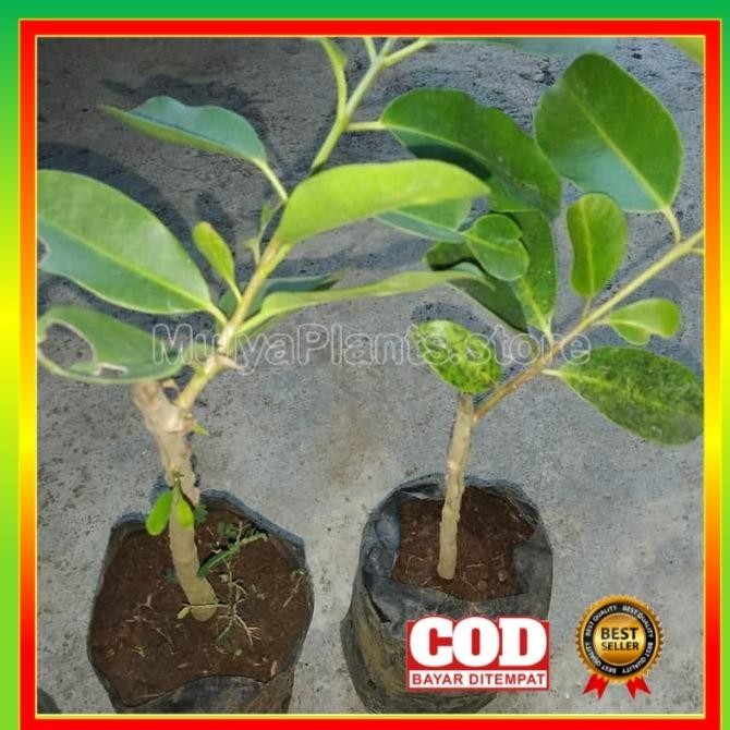 Bibit Tanaman Juwet manis buah juwet super juwet kaya vitamin dimakan