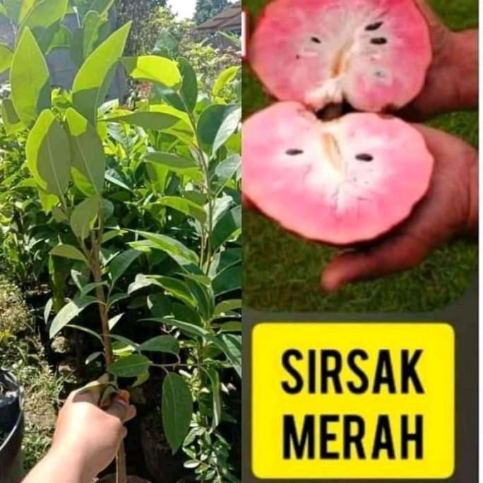 Bibit Tanaman Buah Sirsak Merah Okulasi - Pohon Sirsak Merah Cepat