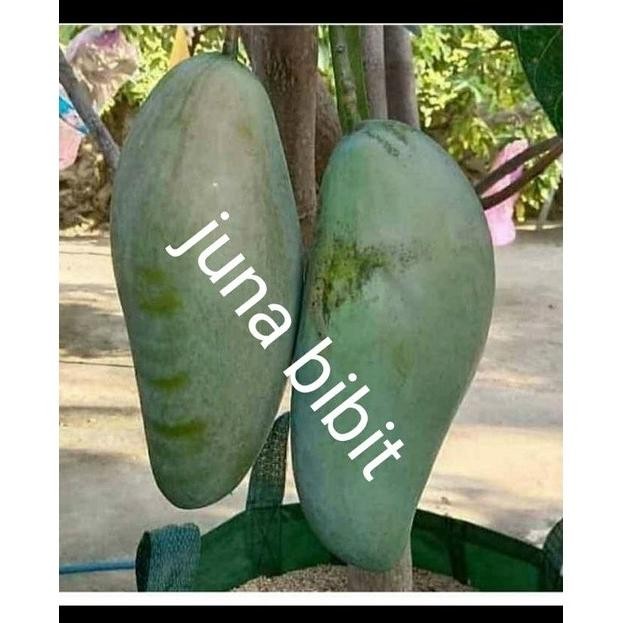 bibit buah mangga kiojay OKULASI cepat berbuah seperti cangkok OBRAALL