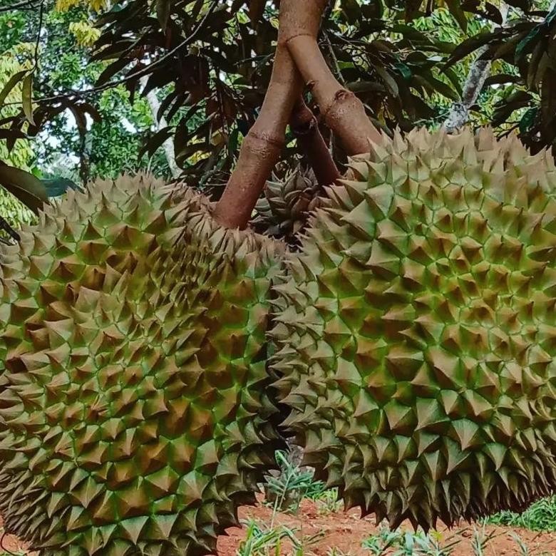 Bibit Durian Montong Batang Besar Siap berbuah