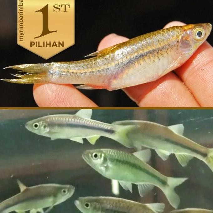 Paket Koloni (Isi 10) Wader Rasbora Ikan Hias Aquascape Hiasan Aquarium Tanaman Air Tawar