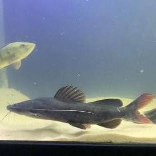 Ikan Hias Asian Red Tail Catfish Hiasan Aquarium