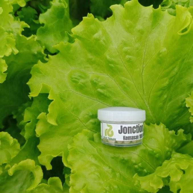 [Expert] Benih Selada RZ Jonction RZ Junction 100 Butir / Pills Bibit Selada RZ Flo Hidroponik