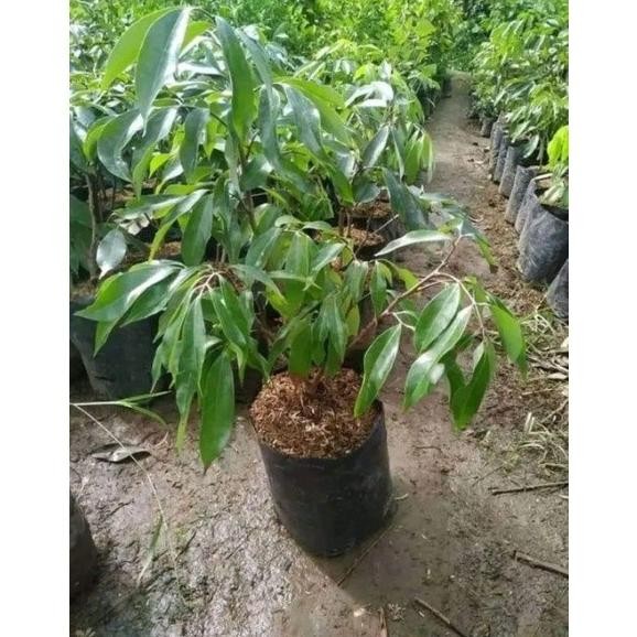 [Expert] bibit leci merah tanpa biji / leci com tanpa biji