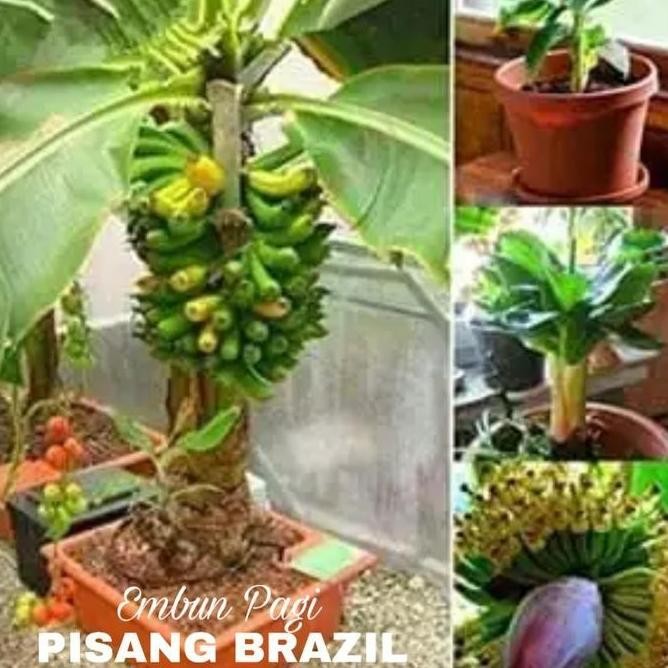 - Buruan Beli Bibit Pohon Pisang Bril Pendek Berbuah MMZ