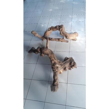 Tangkringan iguana kadal reptile ukuran jumbo AST