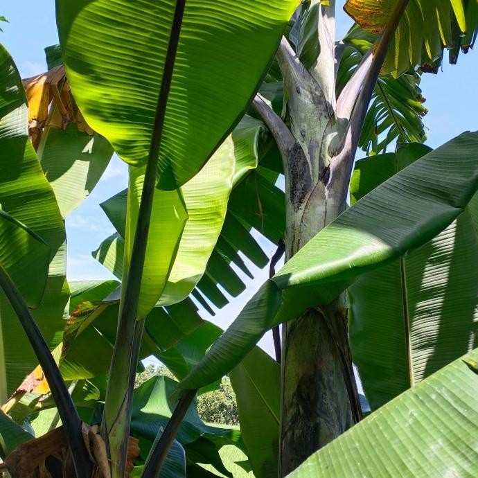 

Bibit pisang klutuk wulung / pisang manggala / pisang batu hitam MMZ