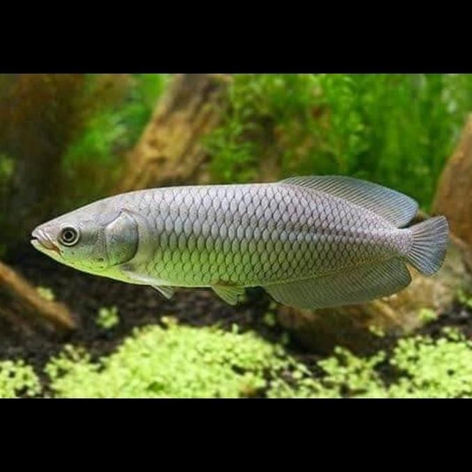 Hiasan Aquarium Arowana Nile