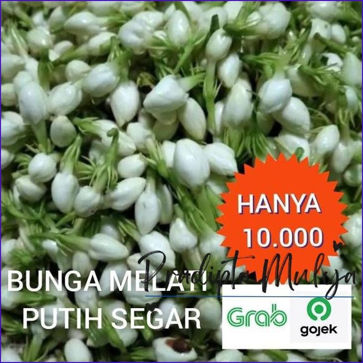 

Langsung Di Co Bunga Melati Putih Kembang Segar Paket Murah 40 Gram