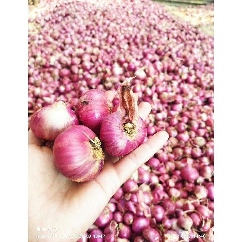 

Fue-K5X20 Bawang Merah Lokal Bali Karet Super ( 1000 Gram) Petani Langsung Khas Jawa Barat Wdr-75