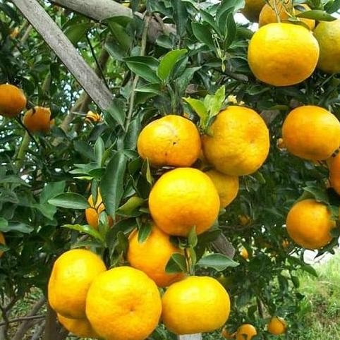 

Bibit Tanaman Buah Jeruk Siam Madu Manis FRESS