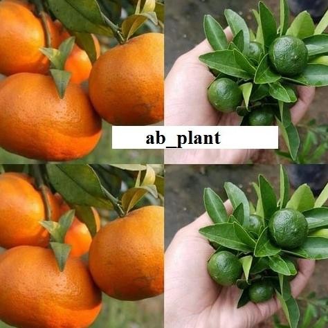 

Bibit Jeruk Santang madu tanaman jeruk manis asli okulasi siap buah FRESS