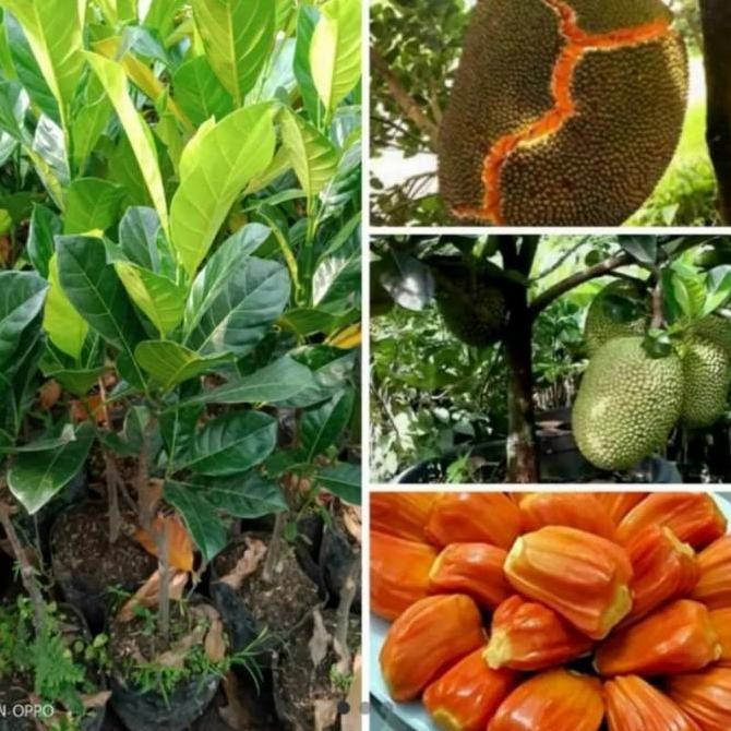 Bibit Tanaman Buah Nangka Merah Thailand Super Unggul FRESS