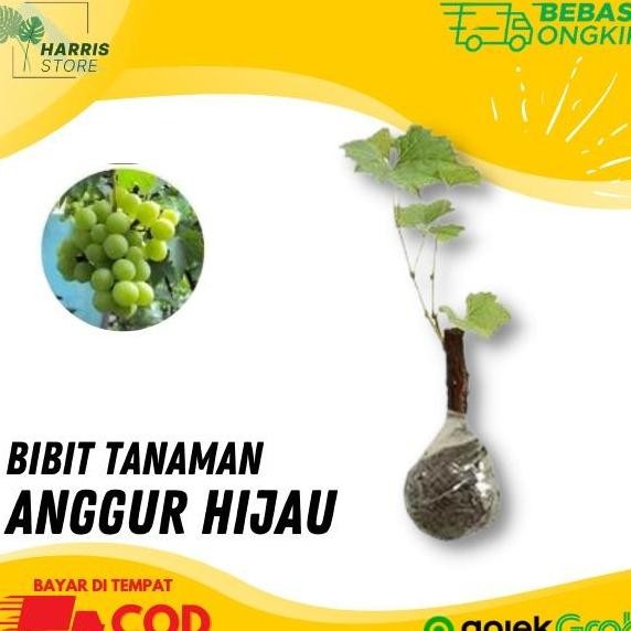 

Bibit Buah Anggur Hijau Tanaman Buah Anggur Hijau Berkualitas FRESS