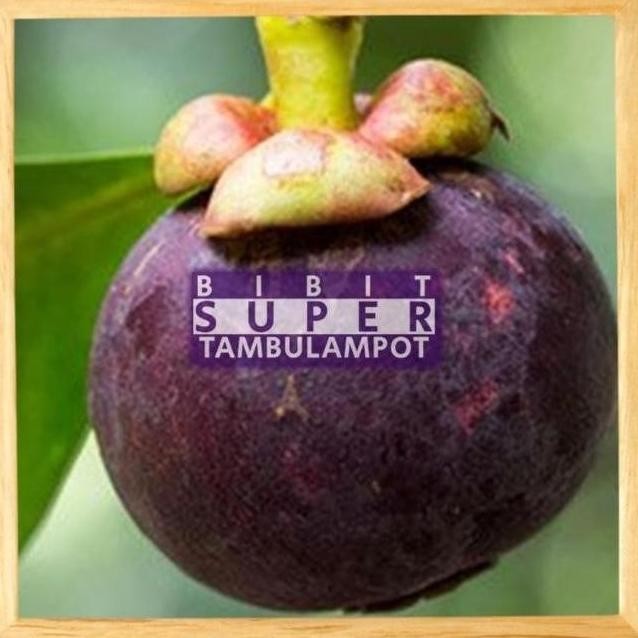 VIRALL Bibit Tanaman Buah manggis Okulasi Stek Cangkok Unggul FRESS