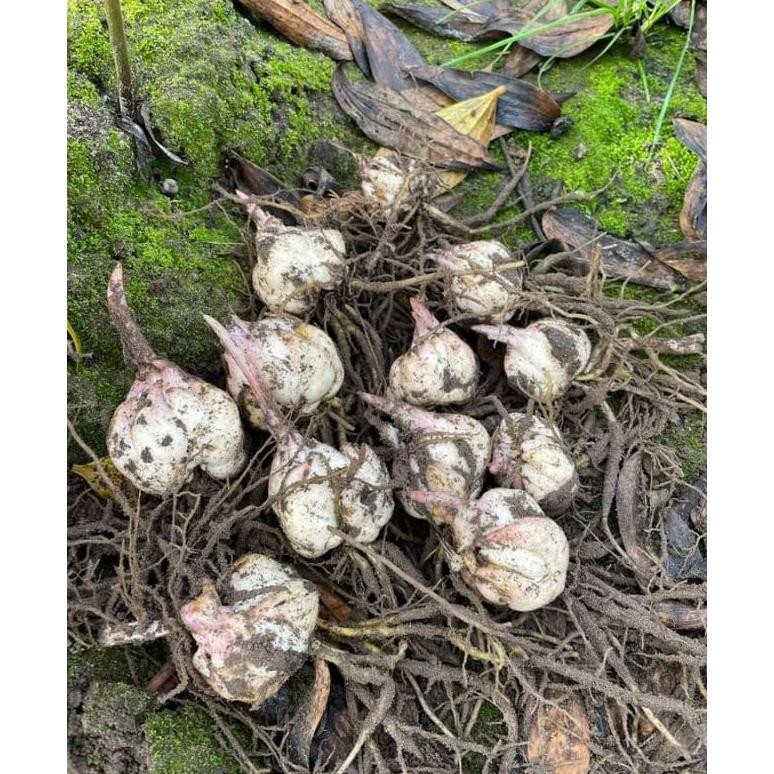 Umbi Lilium ental Import Bunga Besar Aroma Kuat