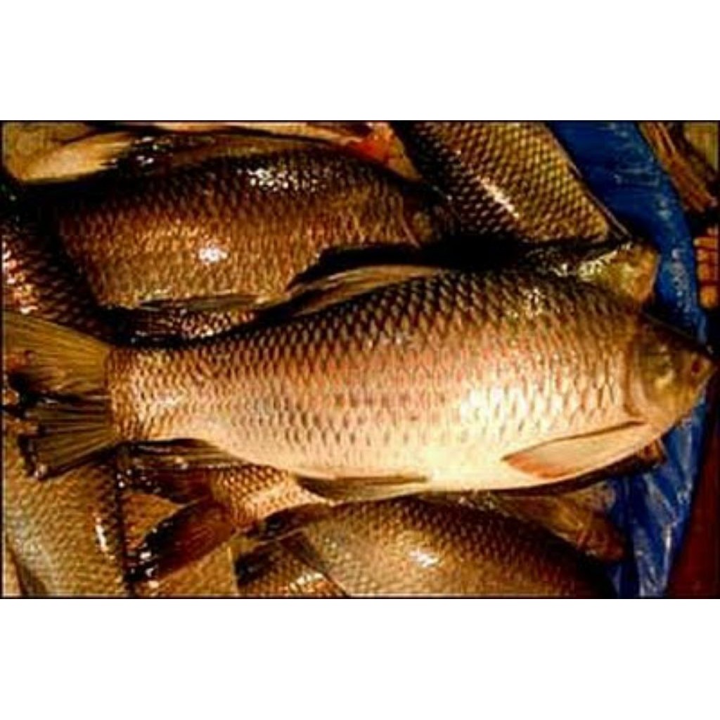 

INSTANT Ikan Nilem 500g by pasar Tasik online