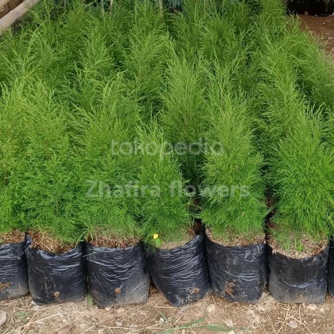 

Diskon Tanaman Hias Cemara Balon / Cemara Casuarina Sumatrana