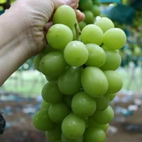 

Bibit Anggur Impor Shine Muscat (Grafting) Insyaallah Berbuah 6 Bulan