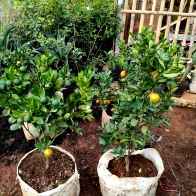 

Bibit Tanaman Buah Jeruk Sunkis Sudah Berbuah