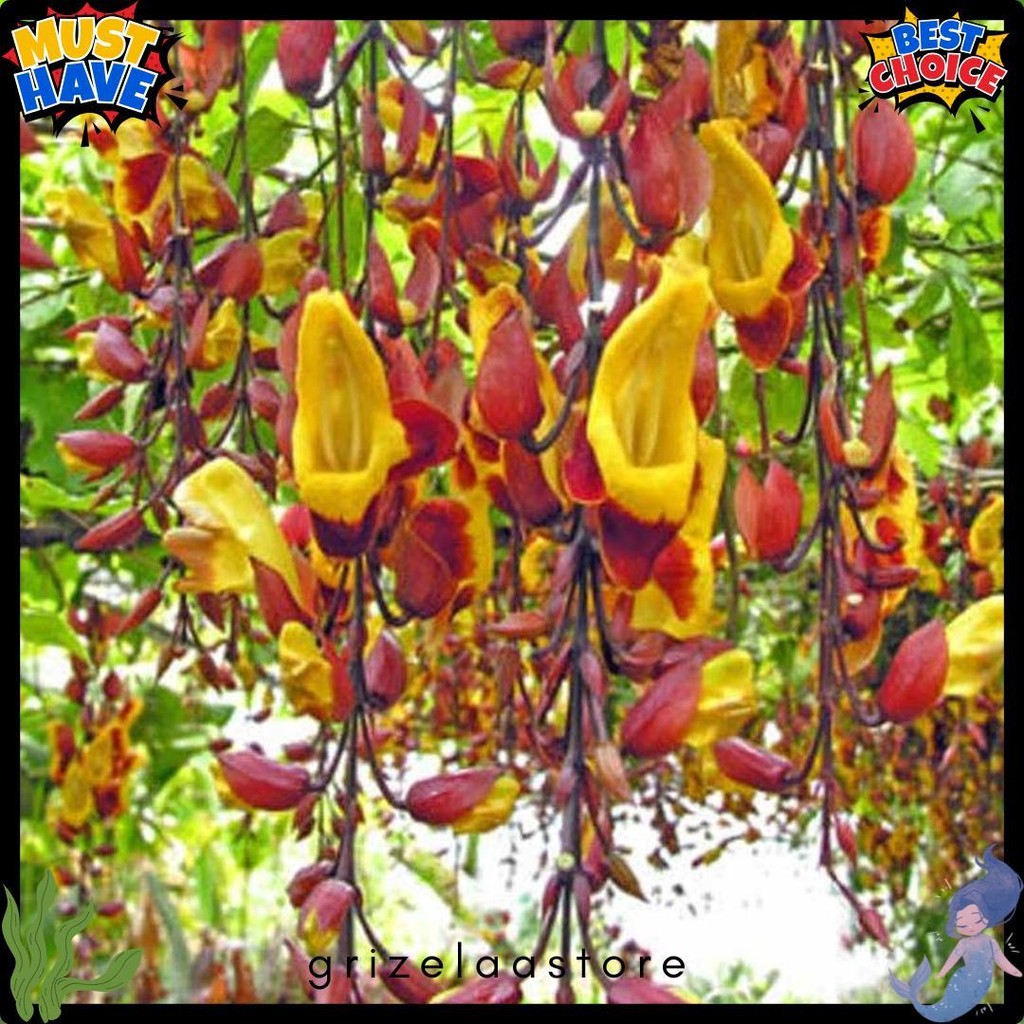 Tanaman Hias Flame Irian Coklat Diskon