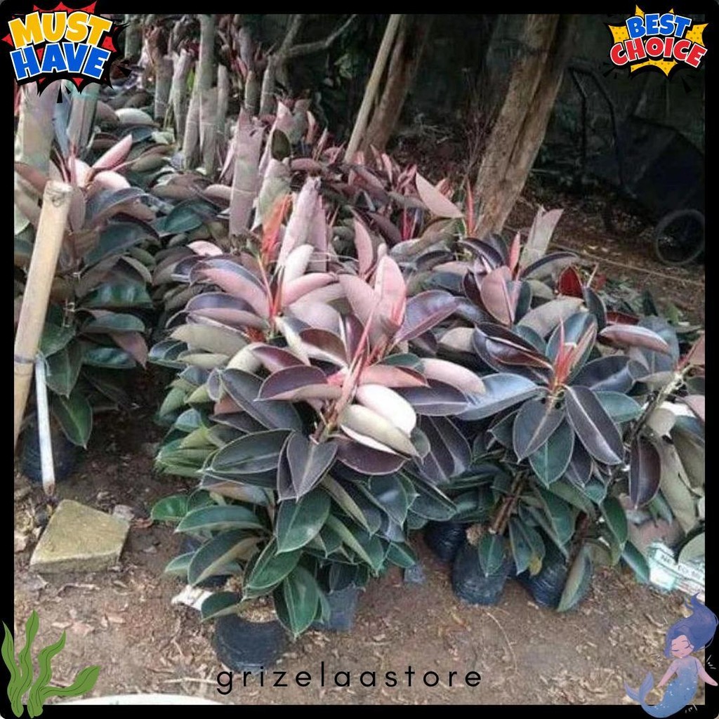 Tanaman Hias Rubber Plant Karet Kebo Merah Ficus Elastica Shivereana Diskon Setengah Harga