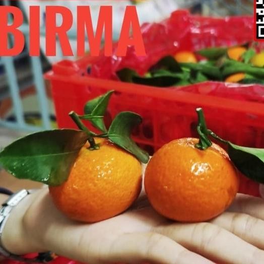 New buah jeruk kecil Santang madu birma manis imlek sincia shantang