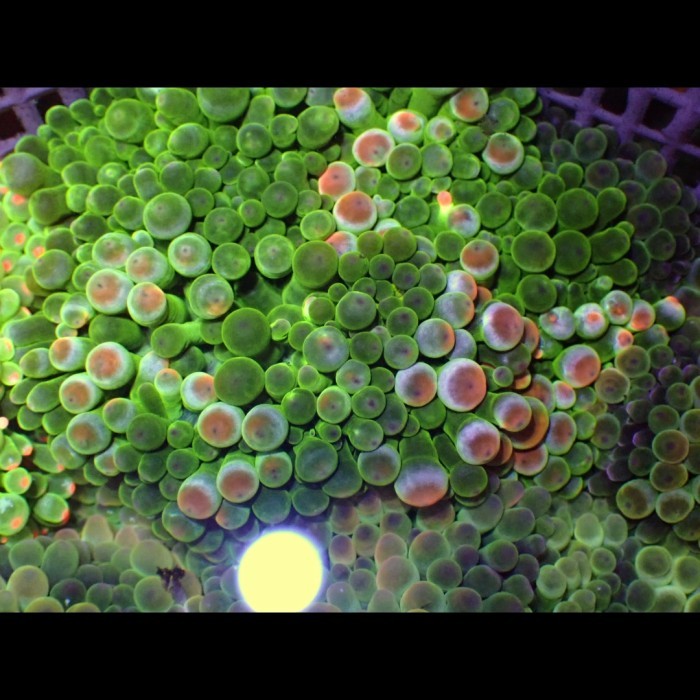 

BUBBLE TIP ANEMONE