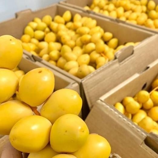 

Kurma Barhi Namibia 1 Kg Rayansani376