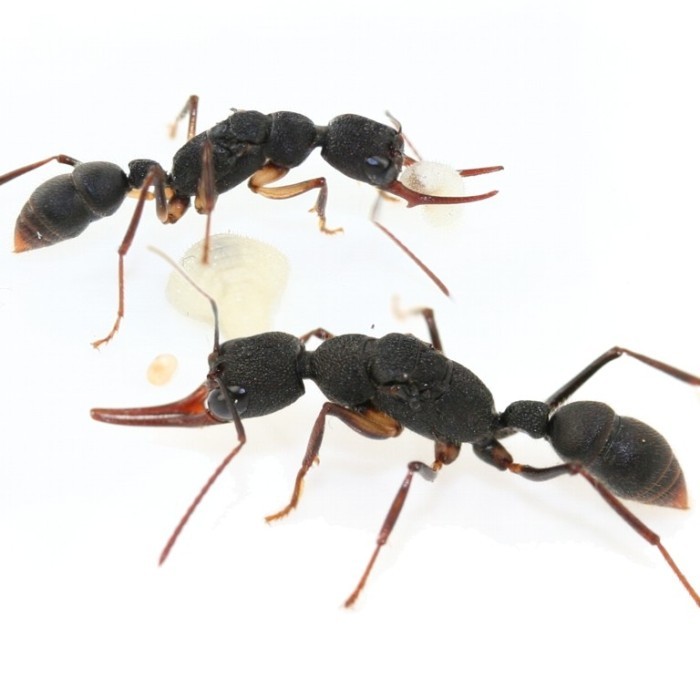 harpegnathos venator queen ant ratu semut koloni semut fertile