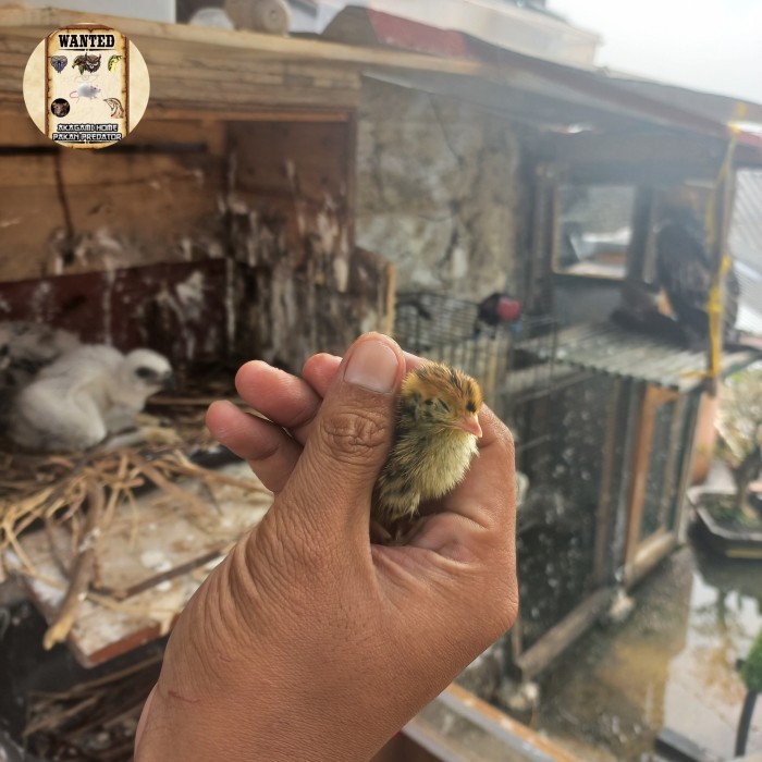 Paket Doq Puyuh 400 Ekor / 1 Box