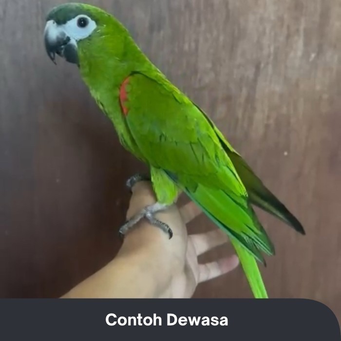 HANS MACAW PARROT BURUNG JINAK