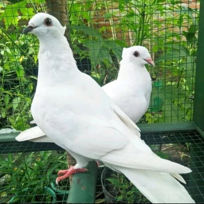 burung merpati putih sepasang