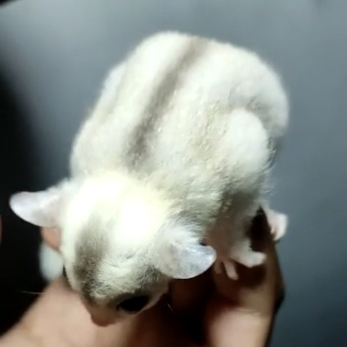 sugar glider tpm platinum