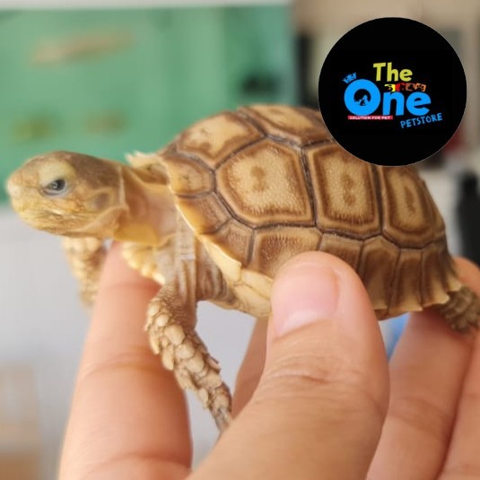 Kura Kura Sulcata