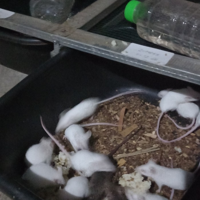 paket indukan mencit