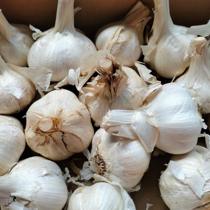 

Harga Termurah Jual Bawang Putih Kating 1 Kg Best Seller