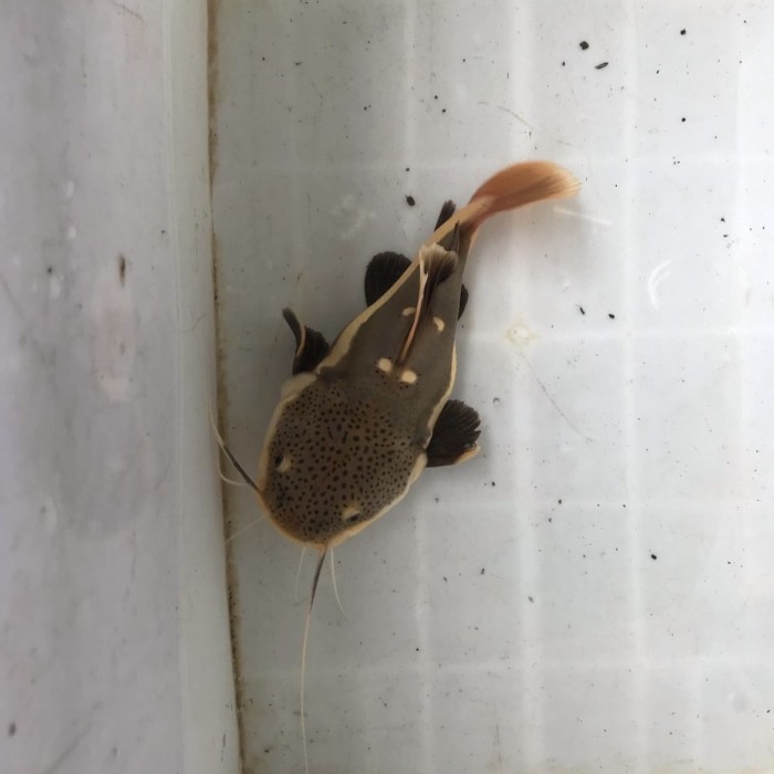 Red tai cat fish short body ( rtc sb ) 15-18cm